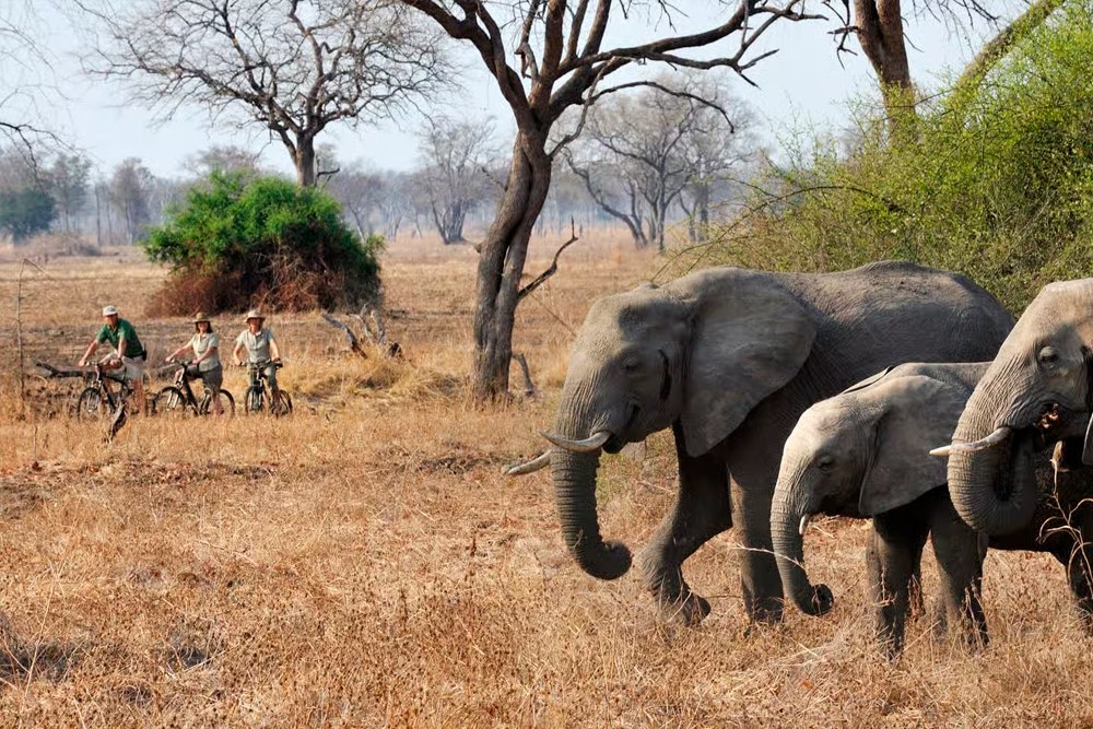 Elefantes no safári em Pilanesberg